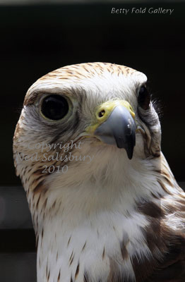 Saker Falcon photographs by Betty Fold Gallery